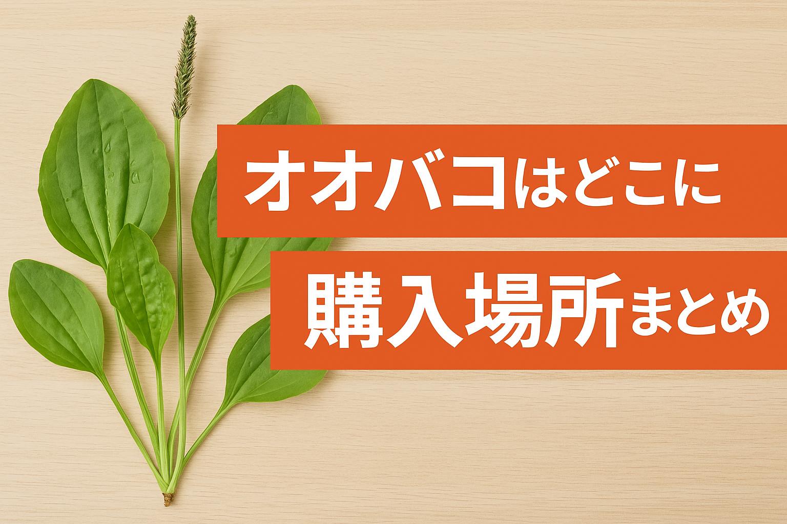 オオバコはどこに売ってる？購入場所まとめ